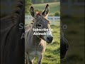 🫏 Donkey Facts | Smarter Than You Think!