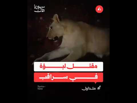 مقتل لبؤة بعد فرارها من مربيها