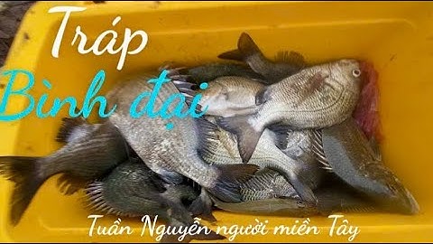 Câu cá tráp bình đại bến tre trúng bầy kéo phê tới nách . @ Tuấn Nguyễn Người Miền Tây