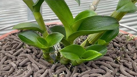 Cách chăm sóc mầm gốc phi điệp. Sơn cầm