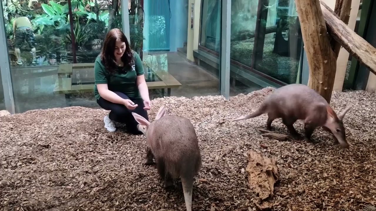 JULIA'S ZOO NAH DRAN🤩🌍🐷 Folge 16: Das Erdferkel