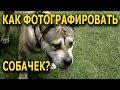 ОБХОХОЧЕШЬСЯ! Как делали Фото собак