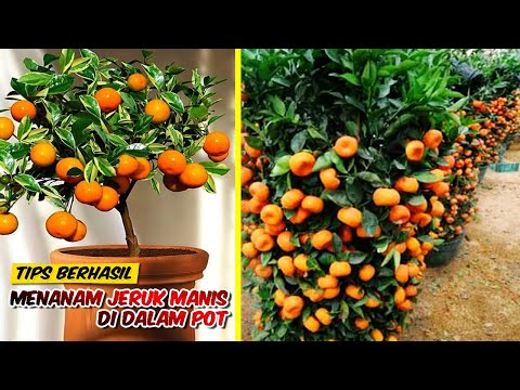 Video: Bagaimana cara menanam tangerine dari batu di rumah?