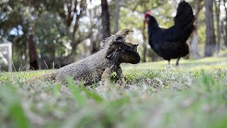 Wild Bearded Dragons and Chickens live in harmony. Free range in my Australian Backyard. Relaxing.