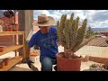 Cómo plantar CACTUS ESPINOSO | Austrocylindropuntia Subulata | SUSTRATO para cactus, tips y más 😉👍🌵
