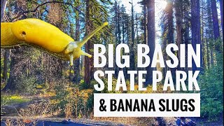 Family Hike in Big Basin Redwoods State Park: The Quest for Banana Slugs!