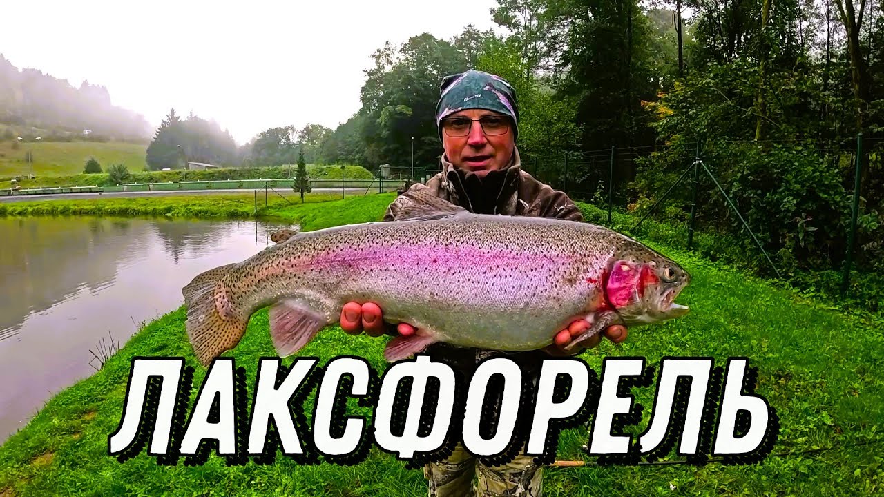 Лаксфорель, хапнул икорки!