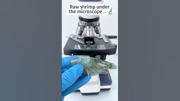RAW SHRIMP under  the microscope #microscope #science