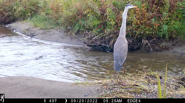 Heron watches Otters - Sandra Cutting, Vermont