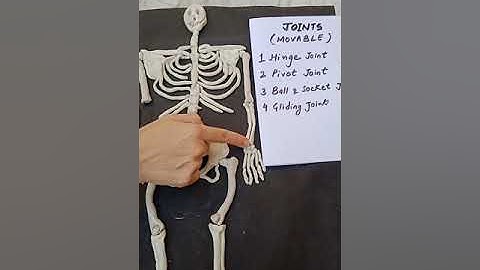 Movable Joints (Hinge Joint, Pivot Joint, Ball And Socket Joint And Gliding Joint)