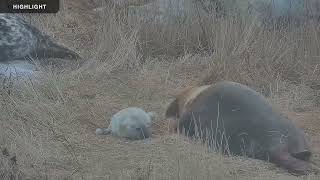 Gray Seal Pupping | Highlight Reel 2023 by Explore Oceans 7,908 views 1 year ago 16 minutes