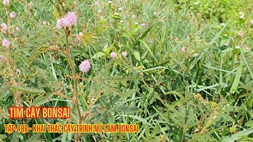 tìm cây bonsai tập 48b | khai thác cây trinh nữ làm bonsai