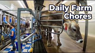 Day-to-Day Work On The Dairy