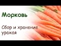 Сбор урожая моркови, зимнее хранение