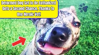 Deformed Dog Set to Be Euthanized Gets a Second Chance, Thanks to One Heroic Veterinarian!