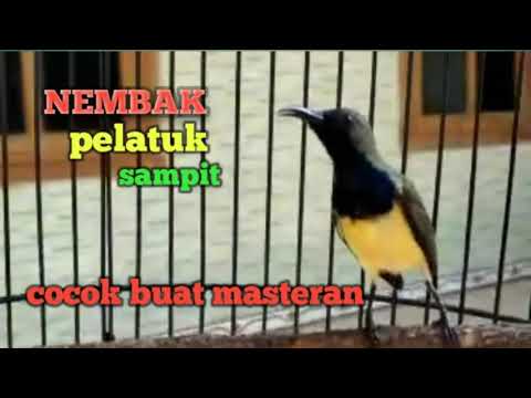 burung sogok ontong nembak pelatuk sampit, sogok lain yg mendengar auto nembak