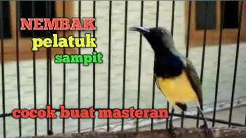 burung sogok ontong nembak pelatuk sampit, sogok lain yg mendengar auto nembak