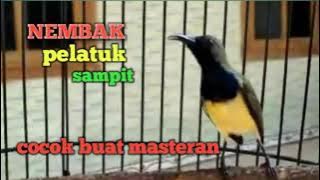 burung sogok ontong nembak pelatuk sampit, sogok lain yg mendengar auto nembak