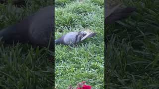 Birds watching a pigeon ‍⬛#pets #birdslover #parakeet #bird #birdplaytime