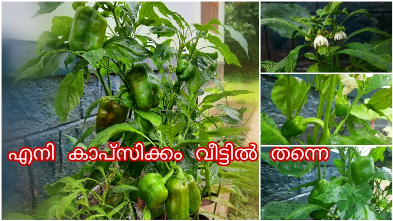 കാപ്സിക്കം കൃഷി How to grow capsicum at home easilyMalayalam Grow bell pepper at home easily