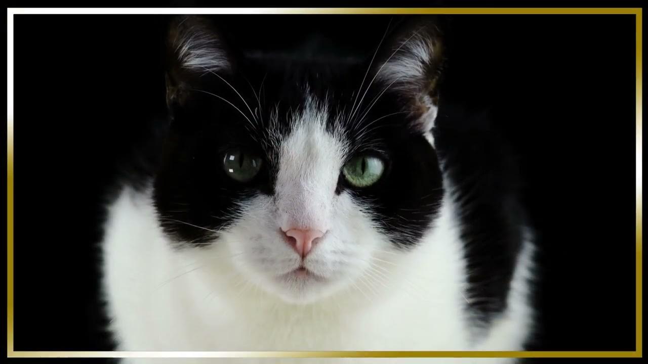 5 Reasons Why Cats are the Best Pets YouTube