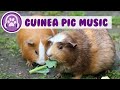 EXTRA RELAXING Guinea Pig Music - Soothing Music for You and Your Pig