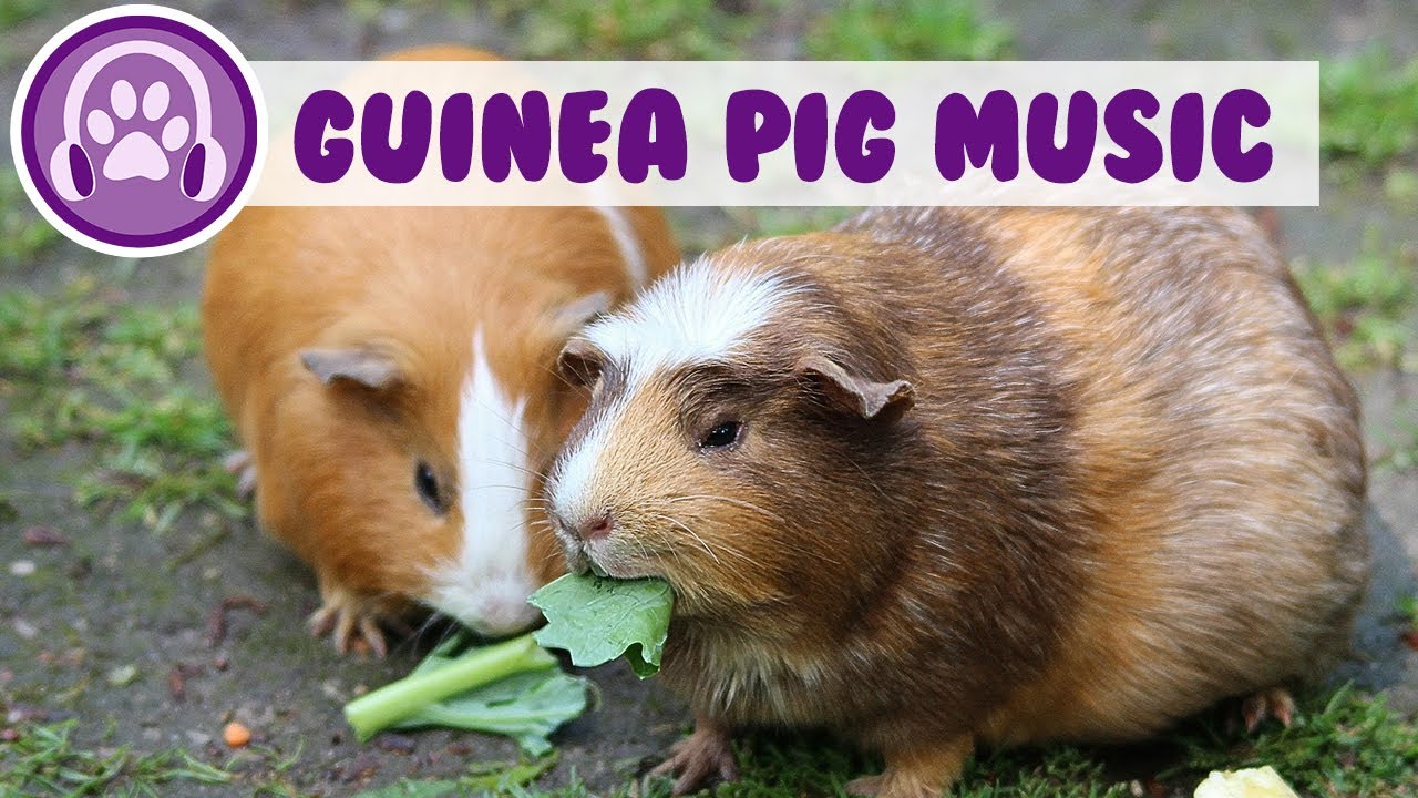 Music For Guinea Pigs Music For Guinea Pigs