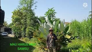 Cover -mau harus mau Iman  S Arifin- Vokal  Samsu - music By. Karaoke Original.