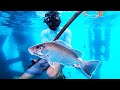 SPEARFISHING Texas OIL RIGS {Catch Clean Cook} Epic Day Of Spearfishing