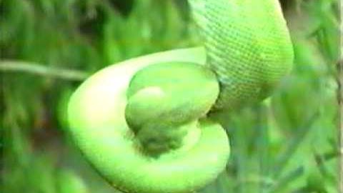 treepython eats bird