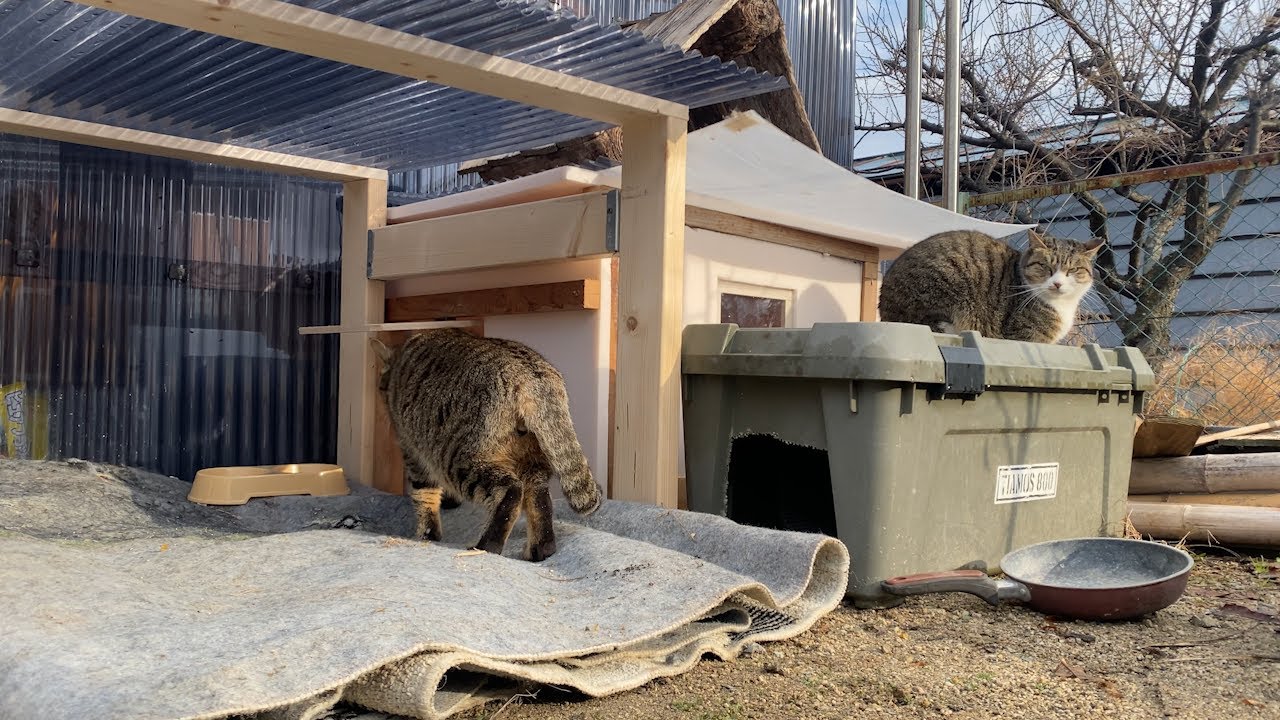 外猫ハウスをさらに改良した結果がこちらです - YouTube