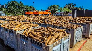 Modern Cassava Processing | Amazing Cassava Cultivation and Harvest | How to Grow Cassava