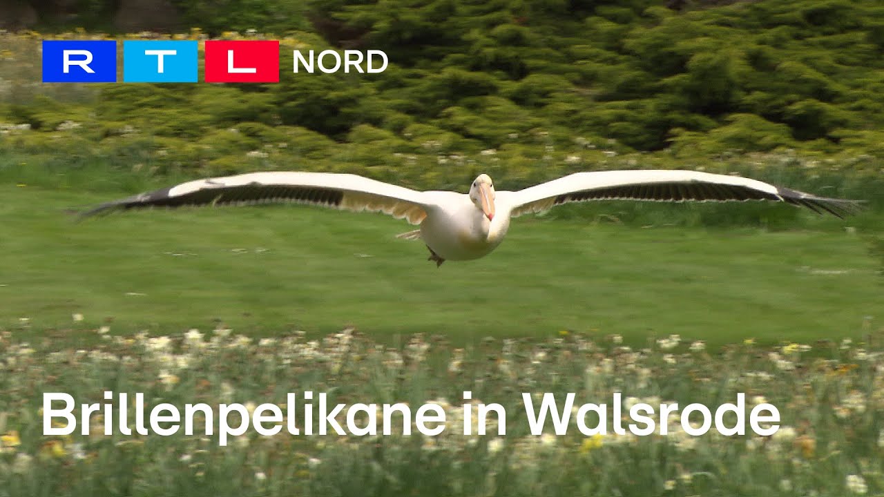 Die zukünftigen Pelikan Stars im Vogelpark Walsrode