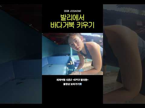 발리 누사페니다에서 바다거북 키우기