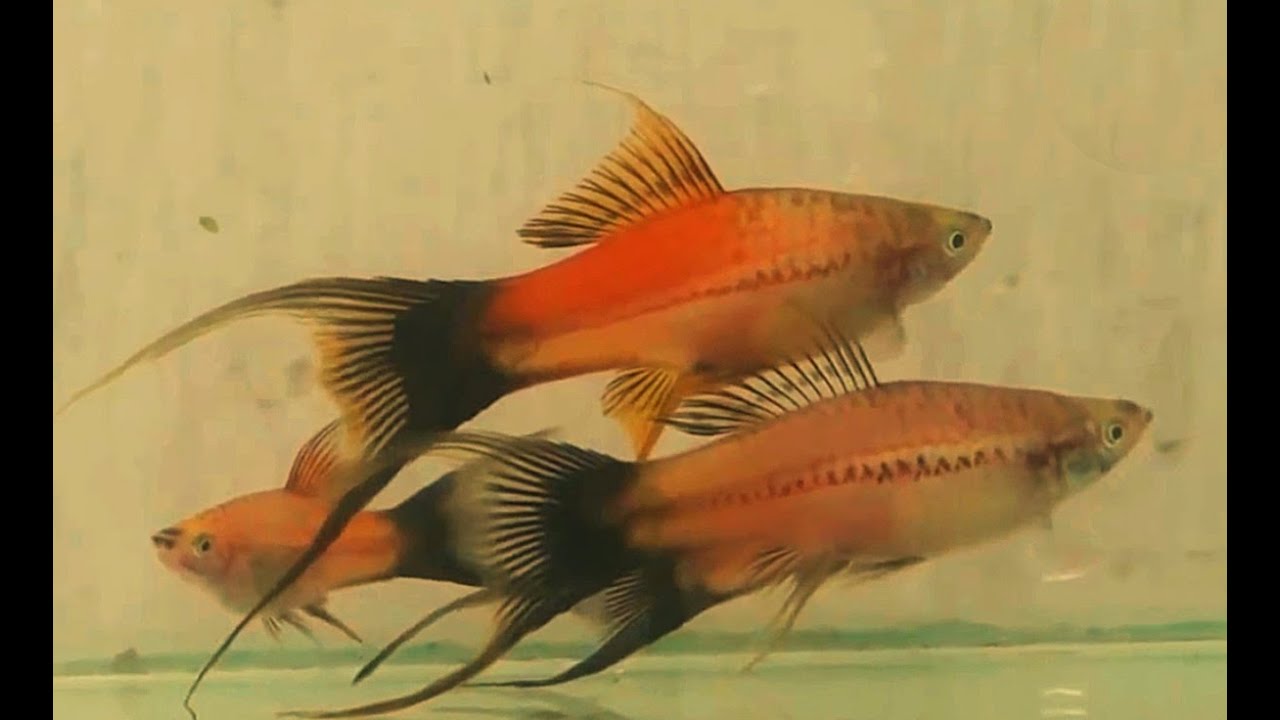 Аквариумные рыбки самки и самцы. Меченосец рыбка аквариумная самка. Меченосец Рубин вильчатый. Меченосцы рыбки вильчатые. Меченосец рыбка самец.