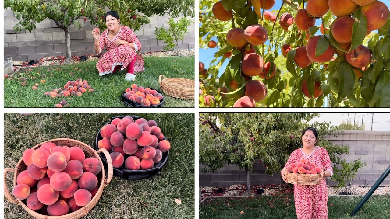 সারারাত ঝড় শেষে বাগানে এসেছি ফল কোড়াতে..এক গাছ ফল সব মাটিতে পড়ে আছে 