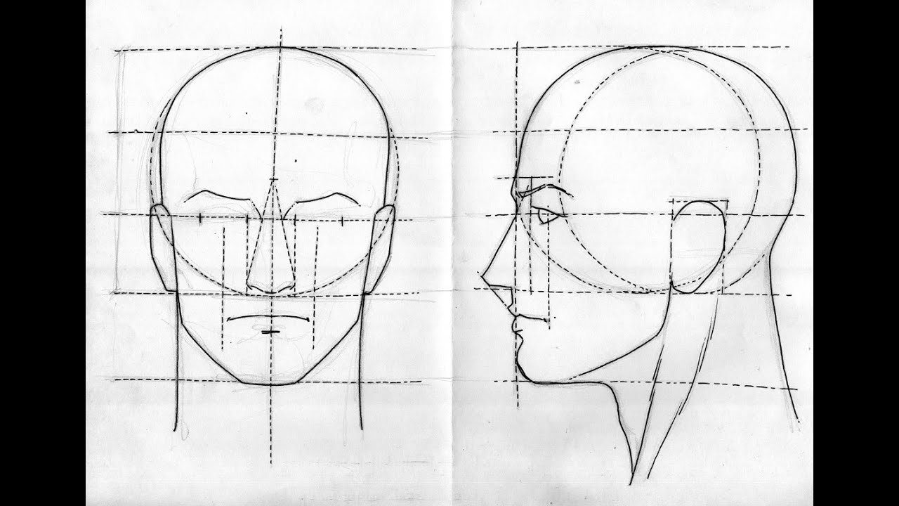 Лицо рисунок схема. Пропорции лица человека профиль и анфас. Рисунок головы человека в профиль и анфас. Пропорции портрета человека профиль. Пропорции головы человека анфас или профиль.