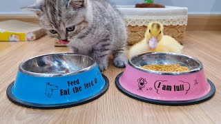 Tiny kitten and duckling eating together so cute and adorable by Animal Gaby 5,426 views 1 year ago 3 minutes, 53 seconds