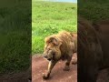 Safari Simba Lion Tanzania Africa