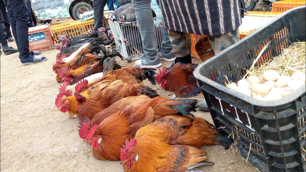 اجواء السوق نزاهة سوق بنسودة فاس دجاج بلدي طاووس بط بيبي فلالس بيض حمام حجل إوز كولشي كاين 29.1.2022