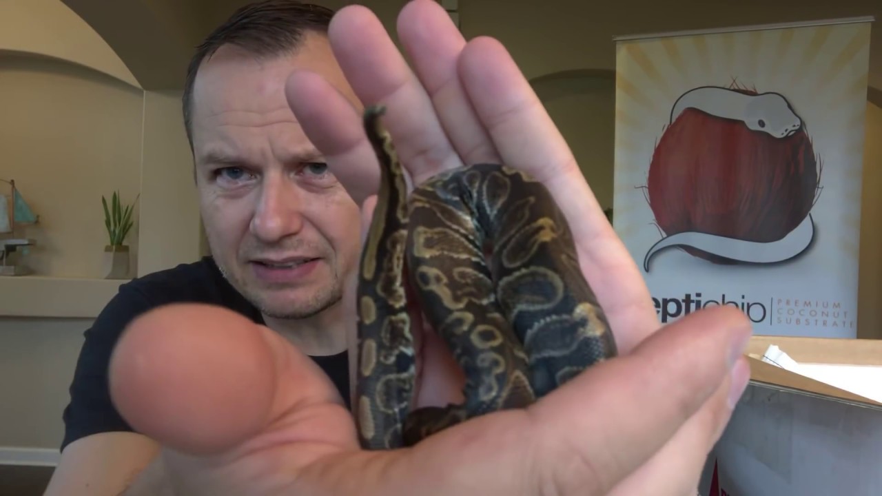 wow classic release Unboxing some Amazing snakes