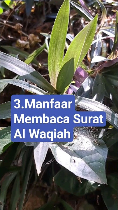 3 MANFAAT MEMBACA SURAT AL WAQIAH