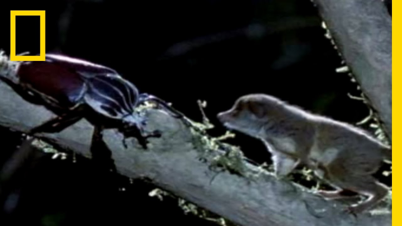 Owlet vs. Hawk Moth | National Geographic