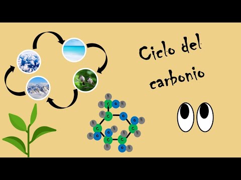 Video: In che modo è diversa la fissazione del carbonio negli impianti CAM?