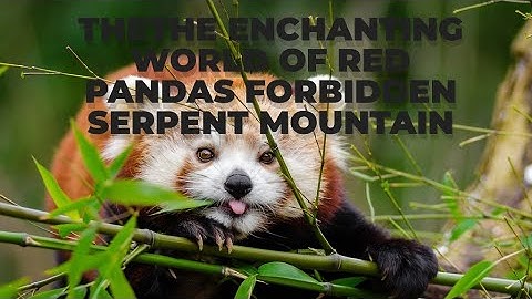 The Enchanting World of Red Pandas