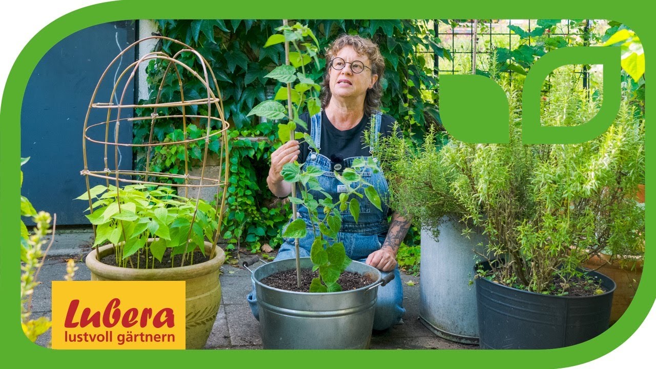 Physalis im Topf: anbauen, sttzen und berwintern