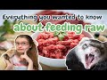 Everything You Wanted to Know About FEEDING RAW | Pazuandfriends