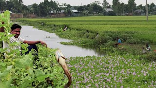 বৃষ্টির পর বিল থেকে দেশীয় মাছ ধরার উৎসব | Bangladeshi Fishing