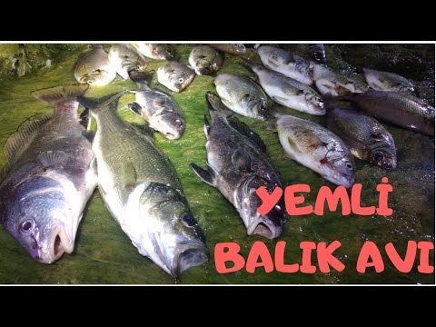 Eskina Baligi Avi Bolum 15 Corvina Nigra Sciaena Nigra Fishing Youtube