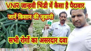 VNR Janhvi seed bhindi ki paidavar|वी यन आर भिंडी में पैदावार|bhindi sabjee ki kheti rogo ka roktham